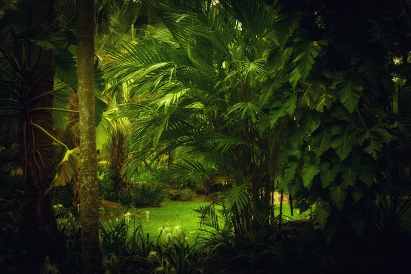 Selva da selva — Fotografia de Stock
