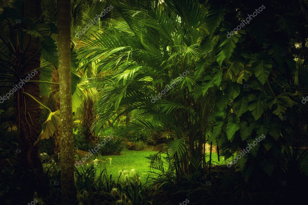 Jungle background Stock Photos, Royalty Free Jungle background Images |  Depositphotos