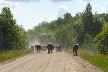 Cattlecattle