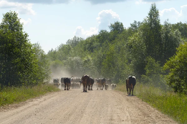 stock image Cattlecattle