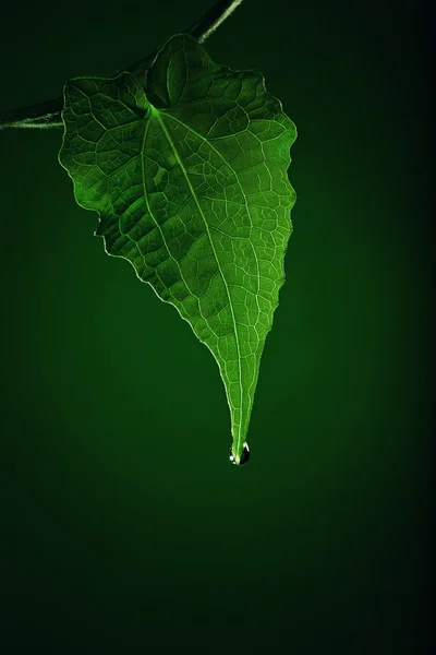 Verde Verde — Foto de Stock