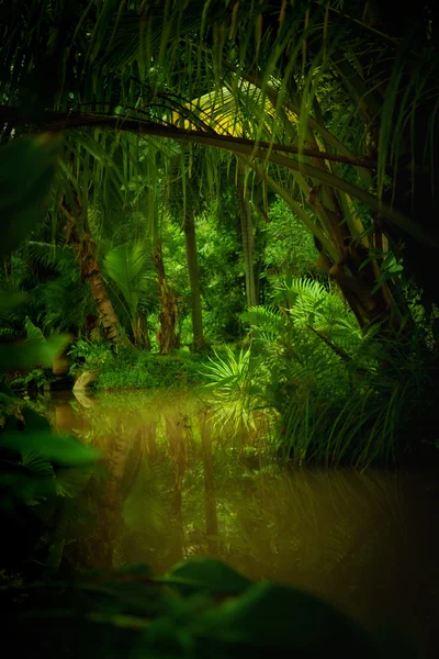 丛林 — 图库照片