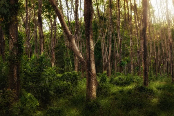 Forestforest — стокове фото