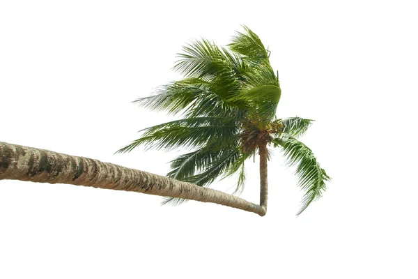 Palmpalm — Zdjęcie stockowe