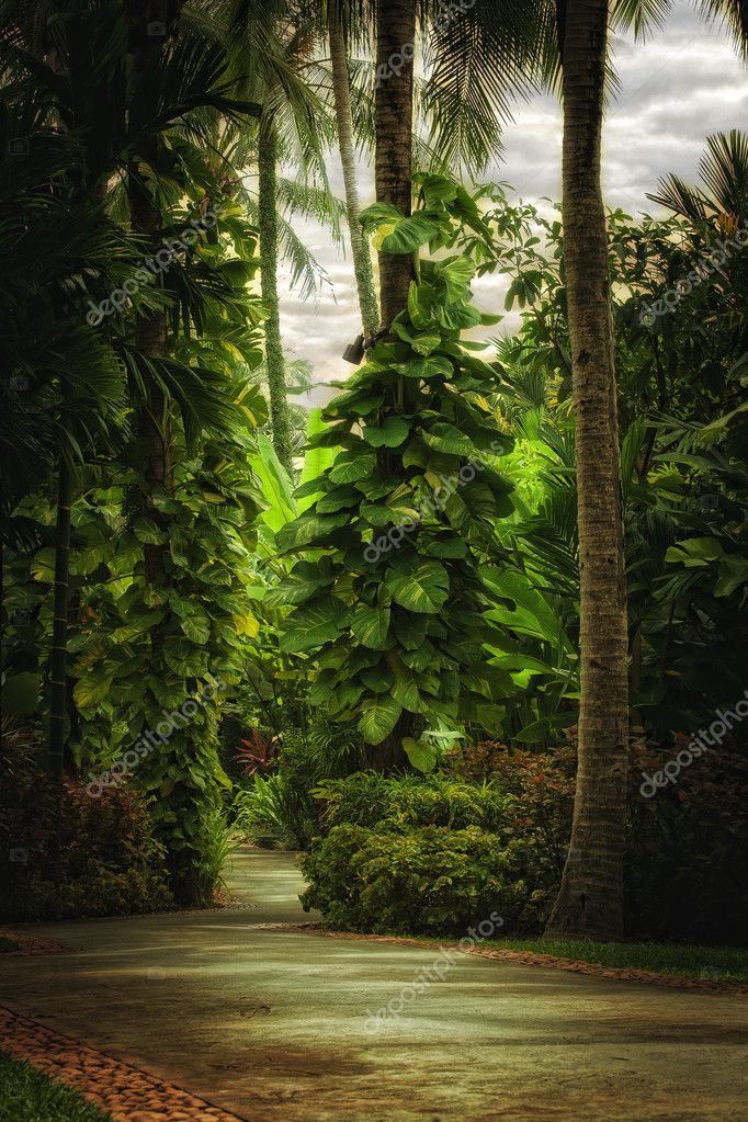 Jungle background Stock Photos, Royalty Free Jungle background Images |  Depositphotos