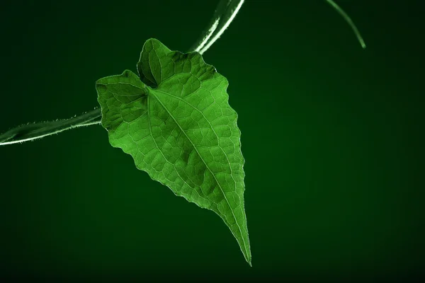 Verde-verde — Fotografia de Stock