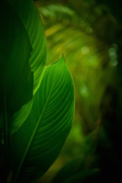 Zár megjelöl kilátás a trópusi növények színes vissza — Stock Fotó