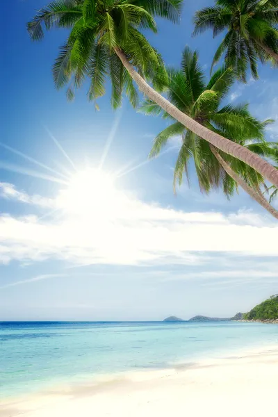 Cruise, bay, shore, shoreline, palm, coast, waterside, beach, plage, ocea — Stock Photo, Image