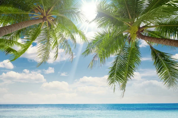 Κρουαζιέρα, κόλπο, ακτή, ακτογραμμή, palm, ακτή, waterside, παραλία, plage, ακτή — Φωτογραφία Αρχείου