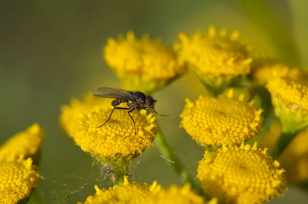 Fly on the flower — Stock Photo, Image