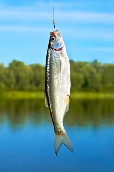 Fish on a hook — Stock Photo, Image