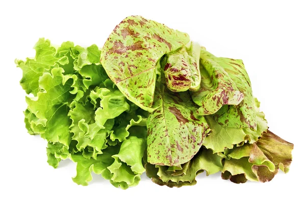 Three beam lettuce — Stock Photo, Image