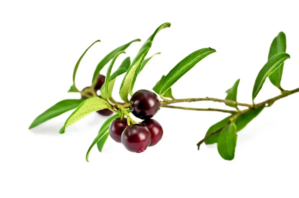 Lingonberry with leaves — Stock Photo, Image
