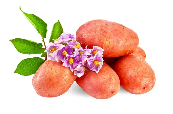 Ziemniaki czerwone z kwiatem — Zdjęcie stockowe