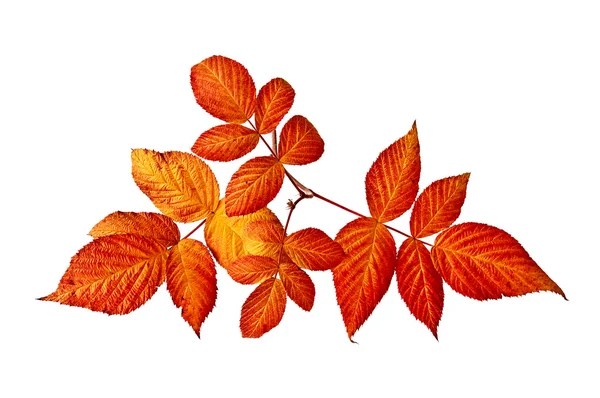 라스베리 잎 — 스톡 사진