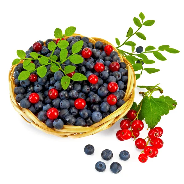 Blueberries with red currants — Stock Photo, Image