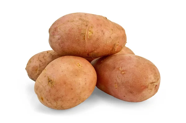 Rosa patata — Foto Stock