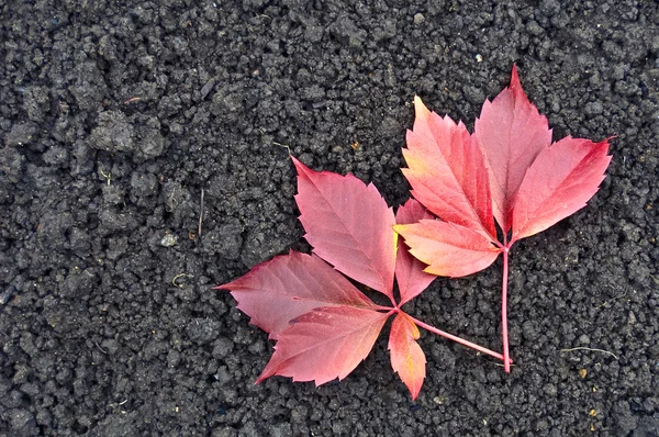바닥에 붉은 포도 잎 — 스톡 사진