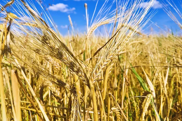 Mavi gökyüzüne karşı buğday kulakları — Stok fotoğraf