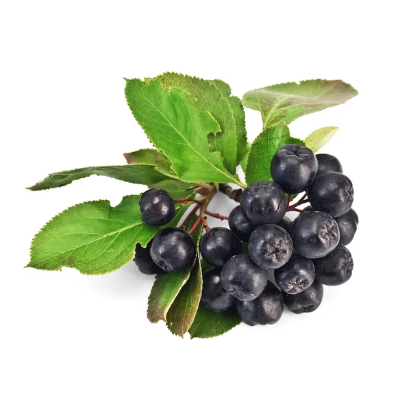 苦莓 — 图库照片