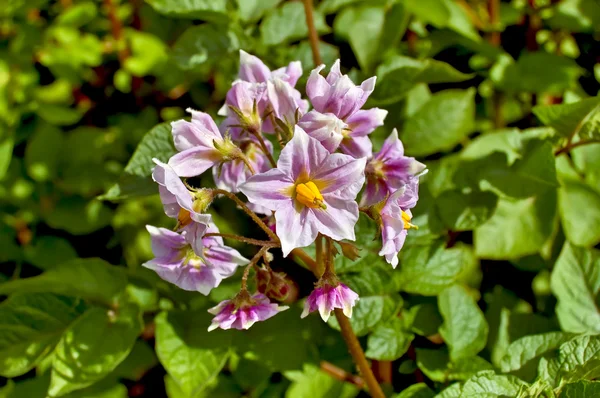马铃薯的花紫兰 — 图库照片