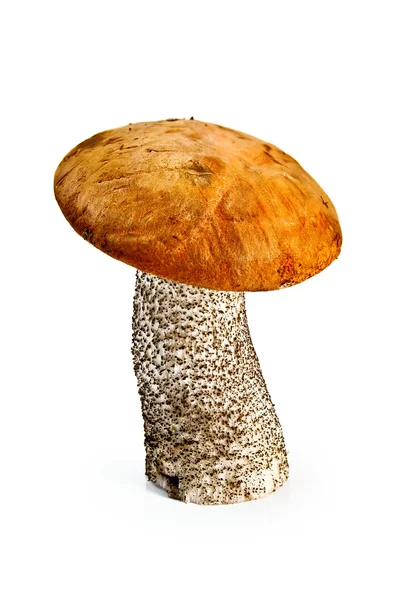 stock image Mushroom orange-cap boletus