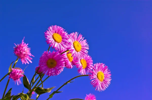 Pink flowers in the sky — Stock Photo, Image