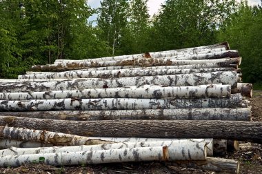 Timber pile background of forest clipart