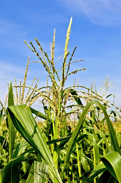 Mais in einem Maisfeld — Stockfoto