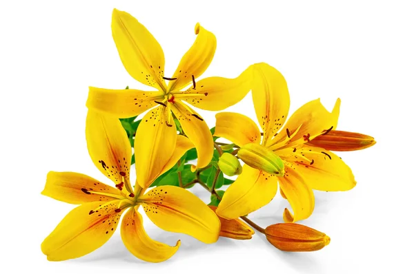 Lilien gelb — Stockfoto