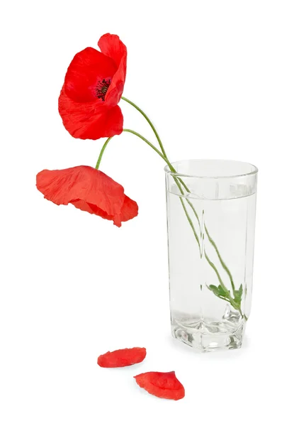 Poppies in a glass — Stock Photo, Image