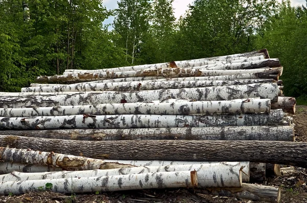 Dřevo hromadu pozadí lesa — Stock fotografie