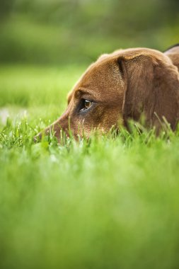 Dachshund