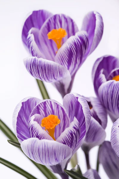 stock image Crocus