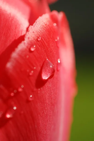 Fresh red flower — Stock Photo, Image