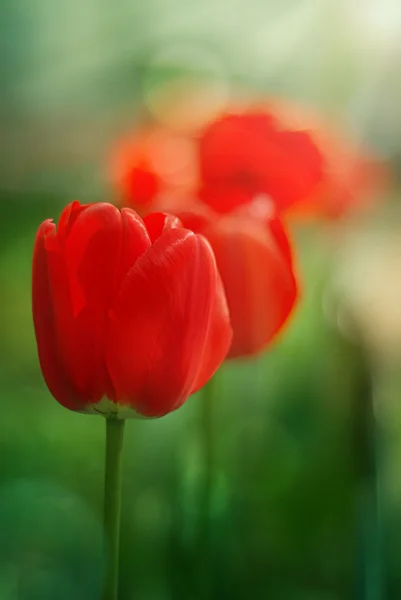 Red garden tulips — Stock Photo, Image