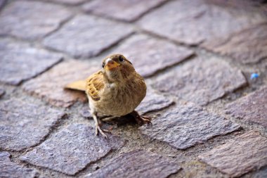 Sparrow in the Lugano park clipart