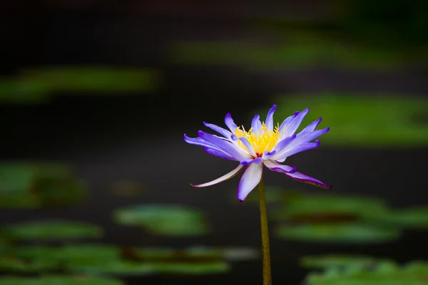 Water lily bloem in de vijver — Stockfoto