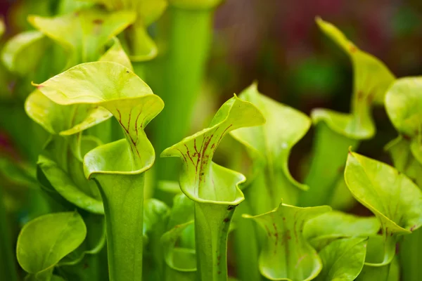 stock image Pitcher plant