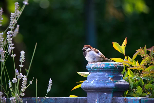 Sparrow in het lugano-park — Stockfoto