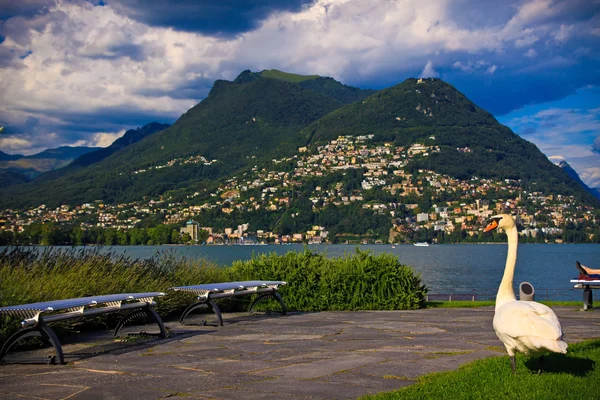Лебедине біля озера Lugano — стокове фото