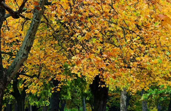 秋の公園で — ストック写真