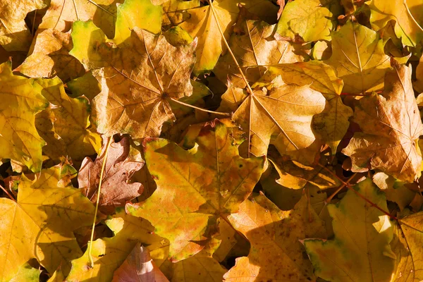 Viele Herbstblätter — Stockfoto