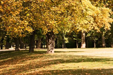 Sycamore in late october in park. clipart