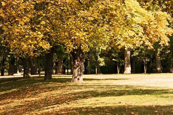 Sycamore no final de outubro no parque . — Fotografia de Stock