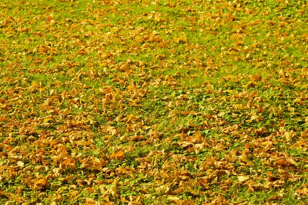 Gelbe Herbstblätter auf grünem Gras — Stockfoto