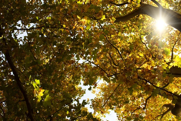 Sol brillando a través de copas de árboles de otoño —  Fotos de Stock