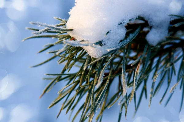 Christmas evergreen spruce tree with fresh snow