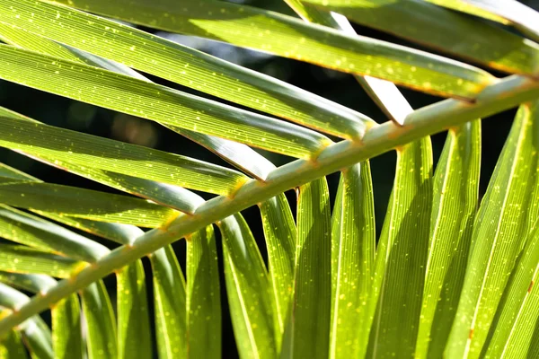 Лист пальмы . — стоковое фото