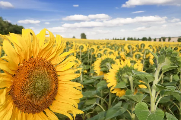 Stock image Suns of Poland.